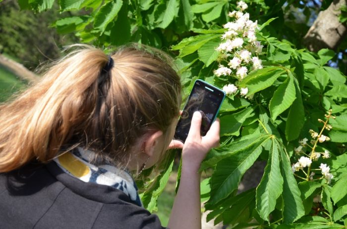 Image d'identification de plantes par smartphone