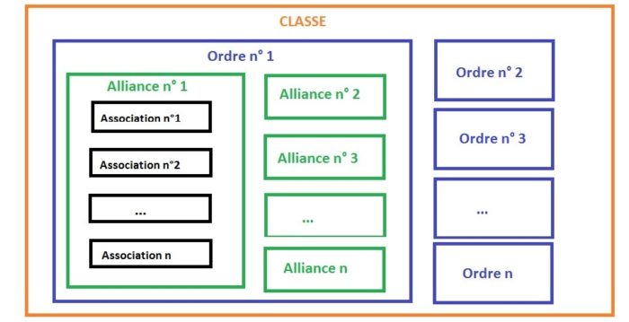 Principaux niveaux de la classification phytosociologique