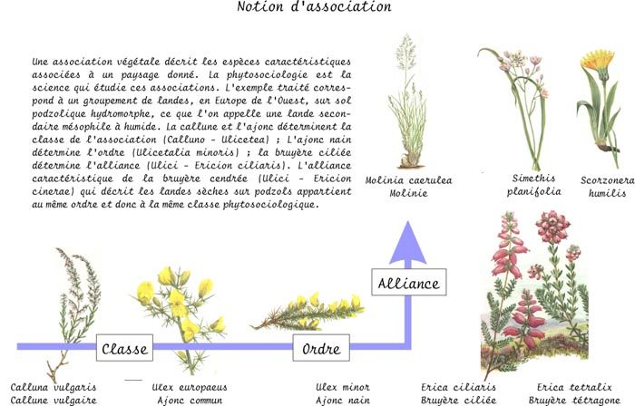 Notion d'association végétale