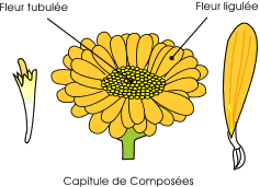 composées fleur