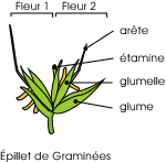 Graminées fleur