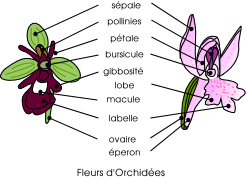 fleur d'orchidées