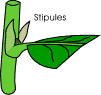 stipules