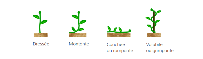 Feuille : définition, types, morphologie, couleur