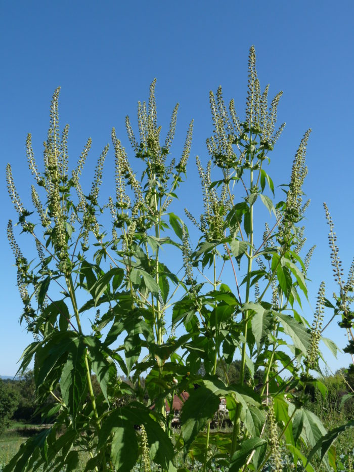 Ambrosia trifida