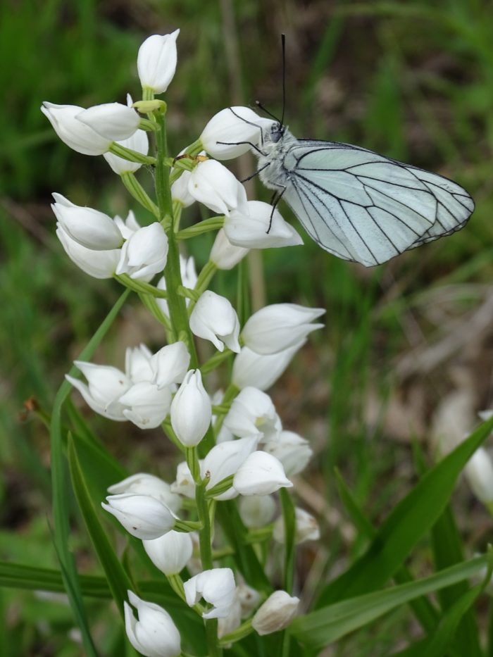 Cephalanthera longifolia (L.) Fritsch par Françoise Peyrissat