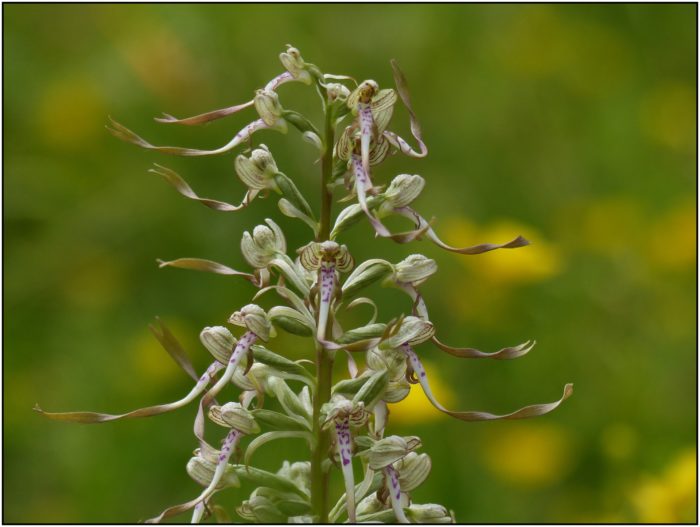 Himantoglossum hircinum (L.) Spreng. par Pat Desnos