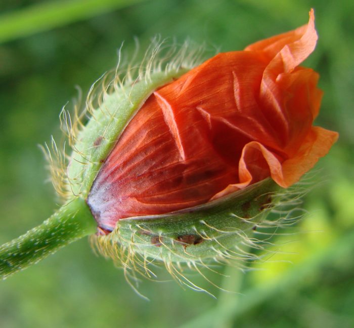 Papaver rhoeas L. par Françoise Peyrissat