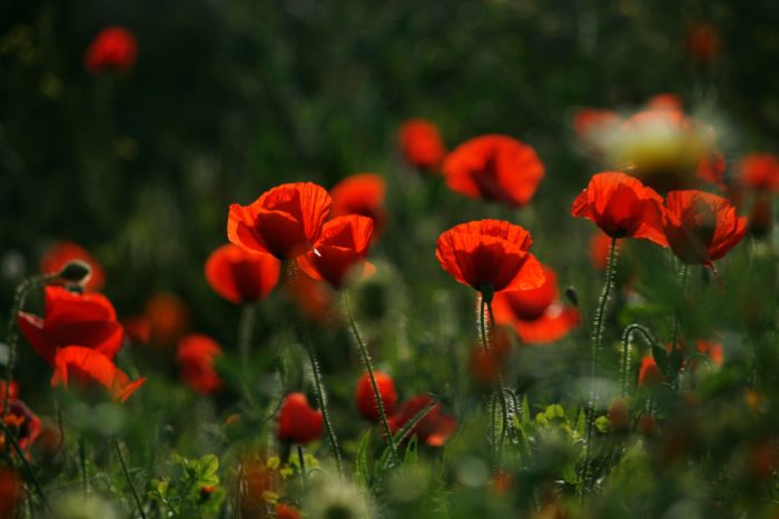 Papaver rhoeas L. (isfan)