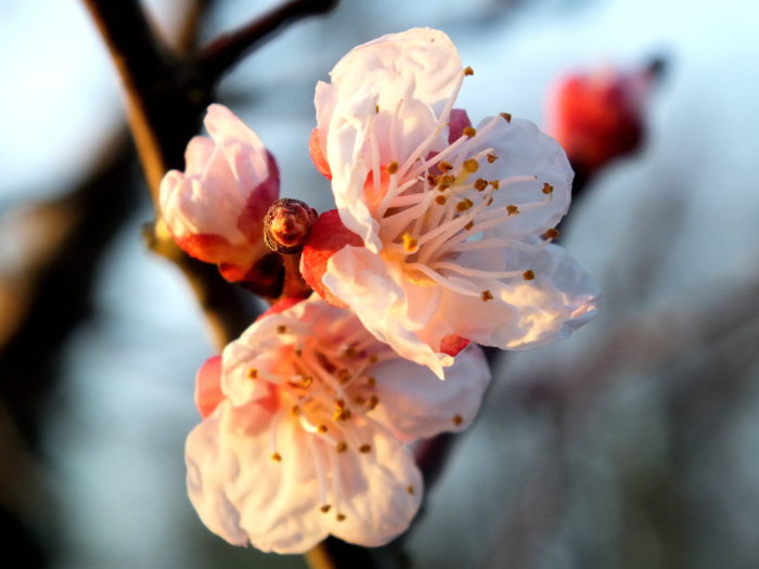 Prunus armeniaca L. par Thérèse BIRET