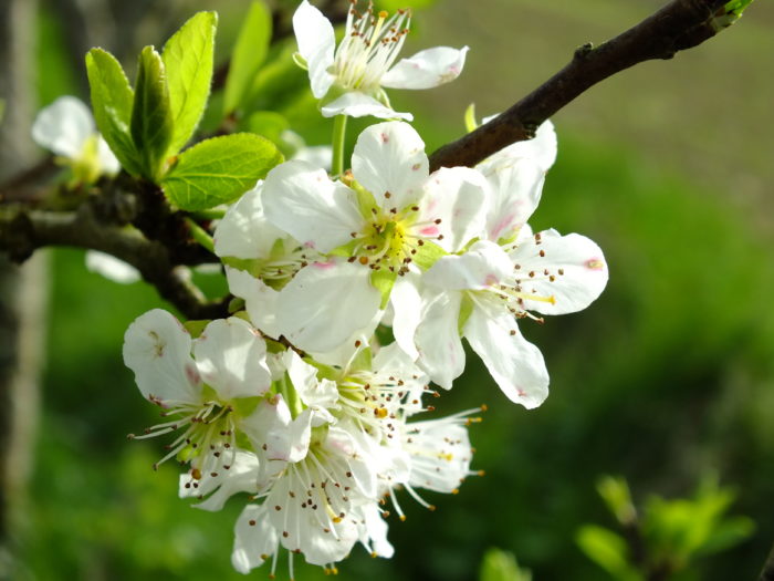 Prunus domestica L. par Thérèse BIRET