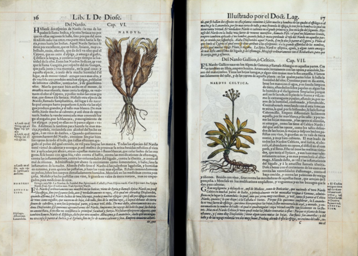 « De Materia Medica » de Dioscoride