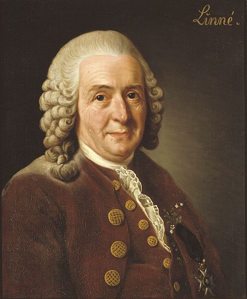 Portrait de Carl von Linné