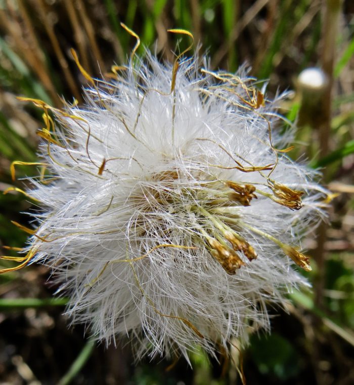 Tussilago farfara L. (bdtfx) par Madeleine Sarran