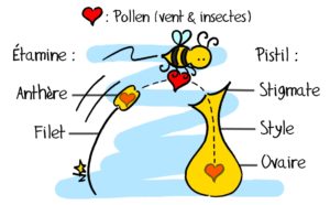 etamine-pistil-pollen