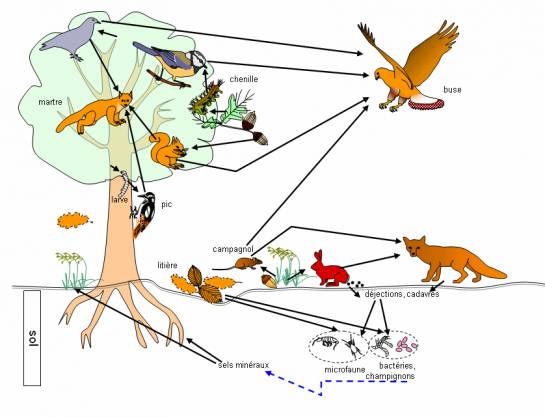 chaîne trophique terrestre
