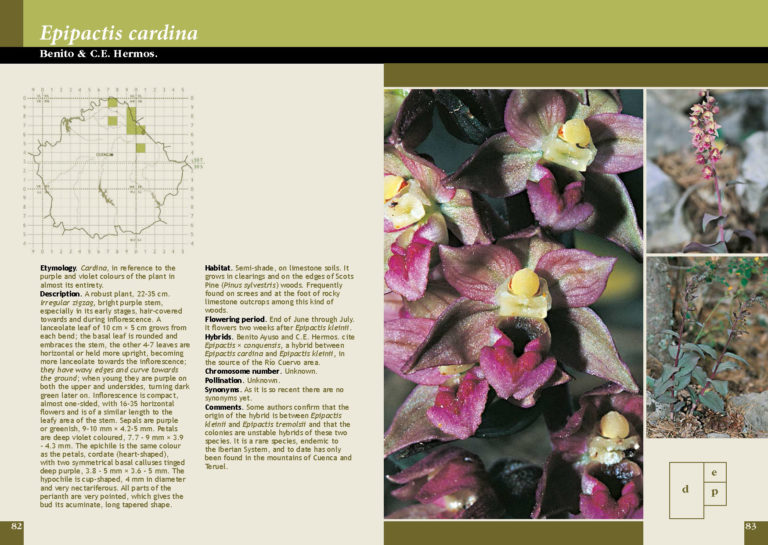 Orchids of Central Spain (Cuenca Province). A Field Guide - Tela Botanica