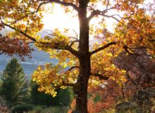 Quercus pubescens Willd. par Madeleine Sarran