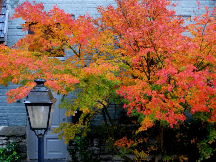 Photographie de Liquidambar L. par Inge WULLWEBER, CC-by-SA Tela Botanica