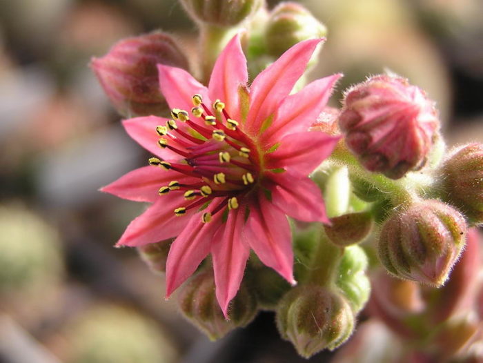 Sempervivum arachnoideum L. par Liliane Roubaudi, licence CC BY-SA Tela Botanica