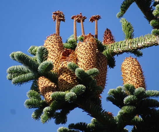 Abies procera Rehder par Françoise Peyrissat