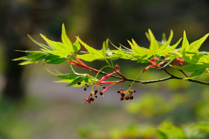 Acer palmatum par Geraldine Oudin