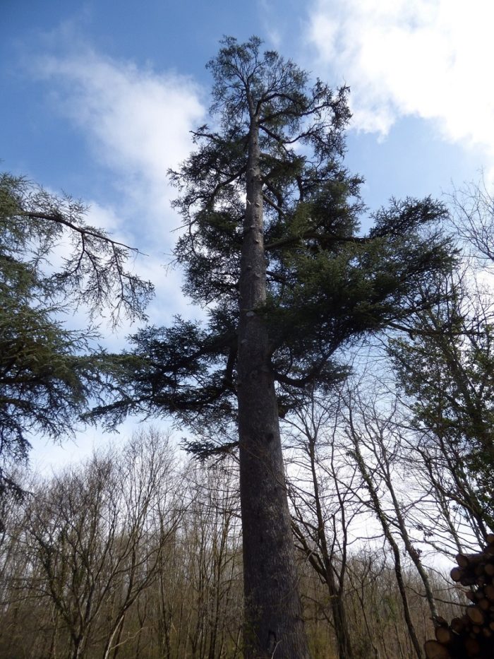 Photo de Cèdre de l'Alas