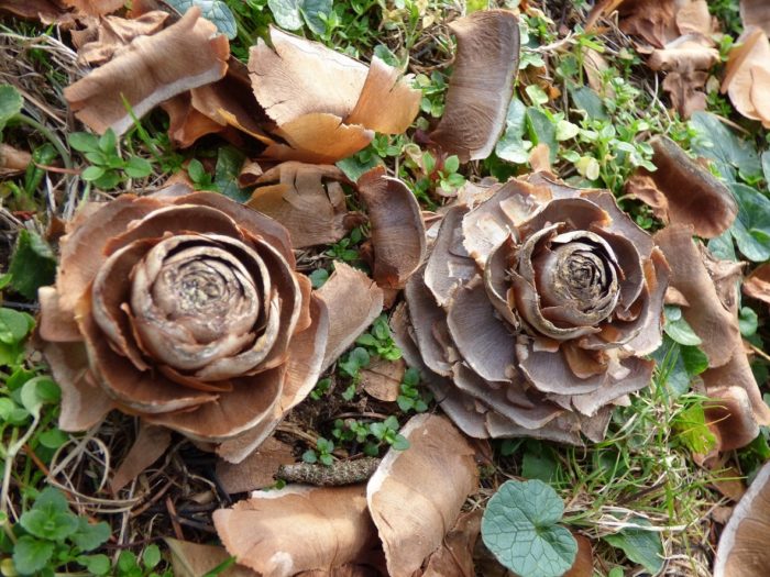 Photo de Rose de Cèdre de l'Atlas