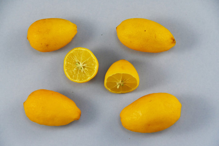 le lemonquat : un nouvel agrume