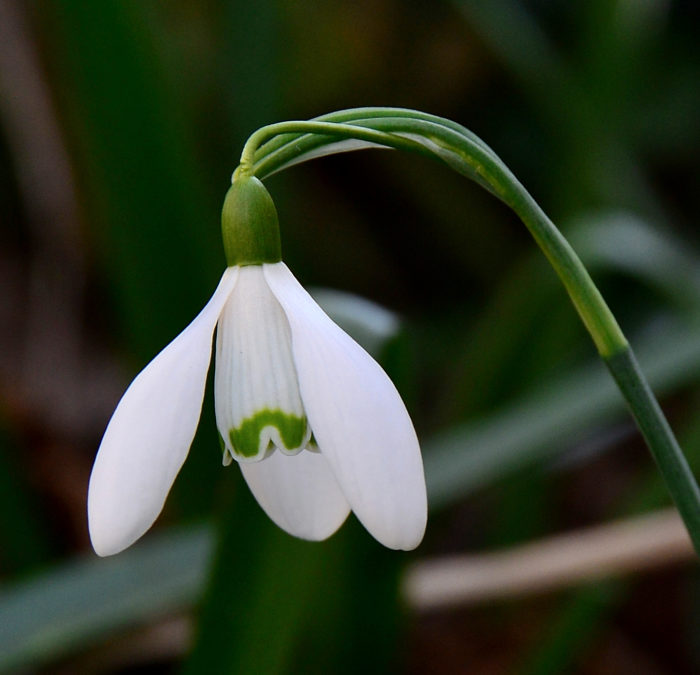 Perce neige par Michel Pansiot CC BY-SA Tela Botanica