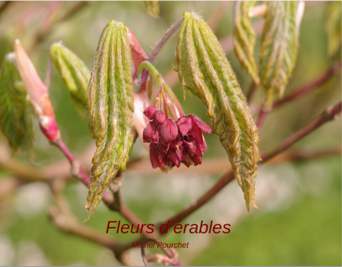 présentation des fleurs d'érables