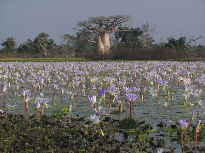 Adansonia grandidieri & Nymphea stellata (bdtfx) par Christophe QUÉNEL