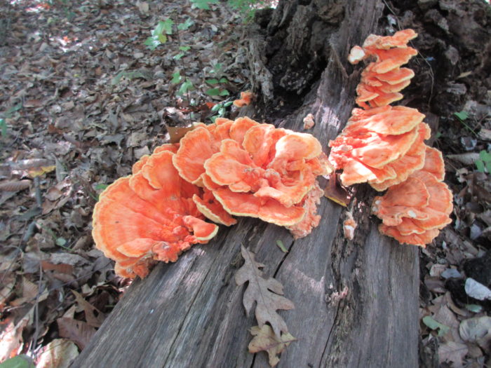 Laetiporus sulphureus (Bull.) Murrill par Hervé B