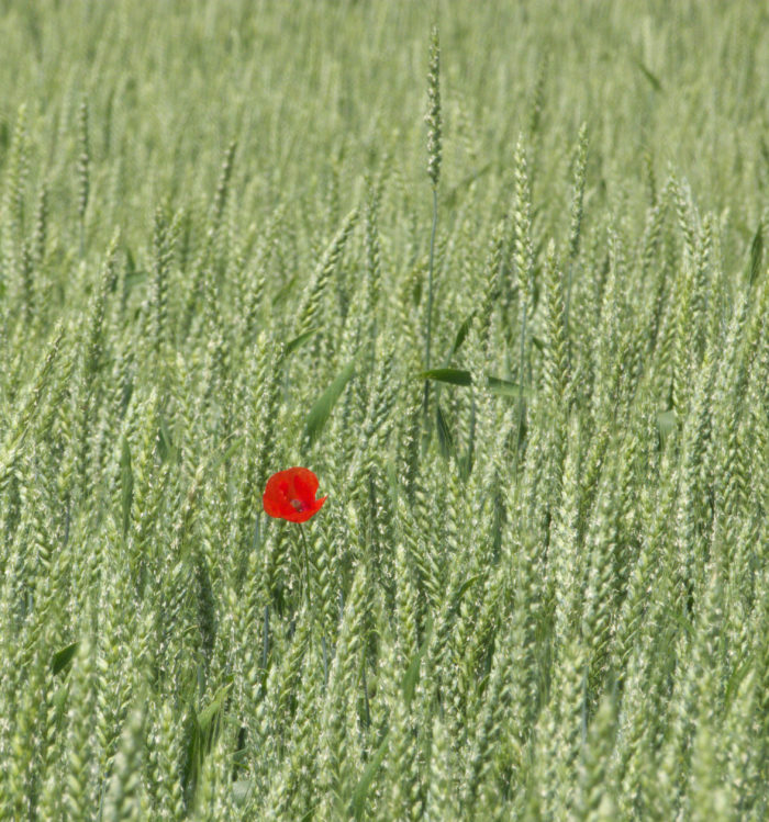 Papaver rhoeas L. (bdtfx) par Claude Virloire