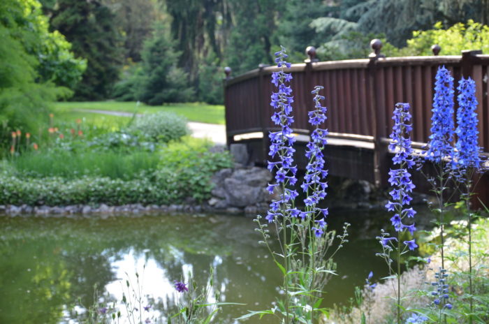 Delphinium elatum L., par Mathias Chouet, CC BY-SA Tela Botanica