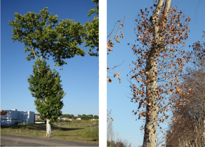 platane été automne