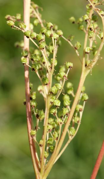 Filipendula ulmaria (L.) Maxim.[Dét. : jdevos@...]