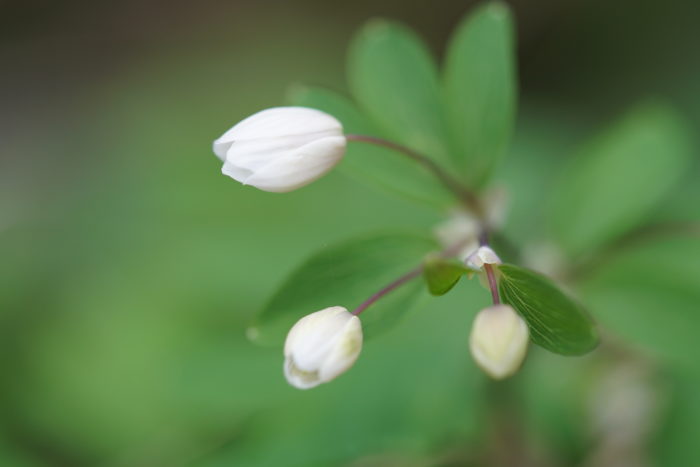 Isopyrum thalictroides L. (bdtfx) par Marie Tardy