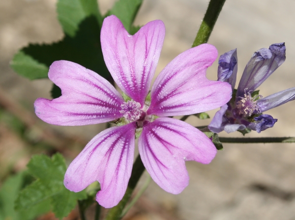 Malva sylvestris L. par Christophe Bernier