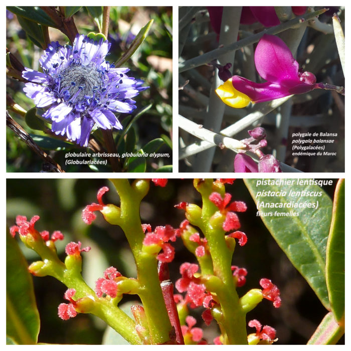 Globulaire arbrisseau, Polygale de balansa et Pistachier lentisque