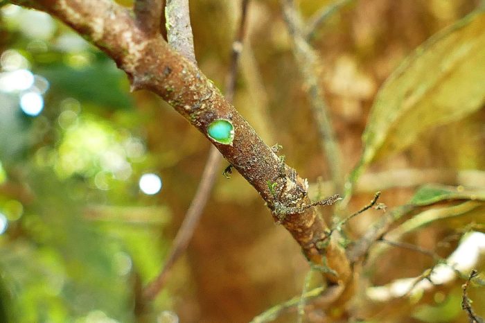 Une plante hyper-accumulatrice : Pycnandra acuminata par  Benoit Henry  CC BY SA 4.0