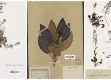 Planches d'herbier de la mission "Fan de métal" (CC BY-SA)