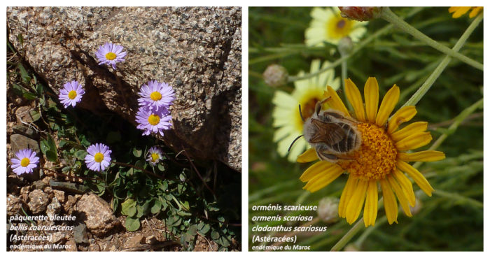 Pâquerette bleutée et orménis scarieuse, endémiques du Maroc (CC BY - SA) par Marie Coste - El Omari