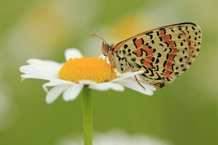 Leucanthemum vulgare Lam. et une Mélitée orangée