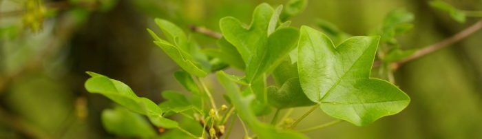 Acer monspessulanum L.