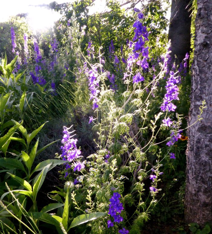 Delphinium ajacis L. (bdtfx) par didier Vincent