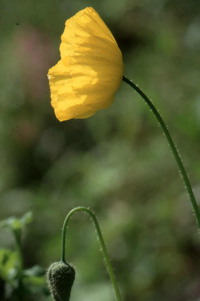 Meconopsis cambrica (L.) Vig.