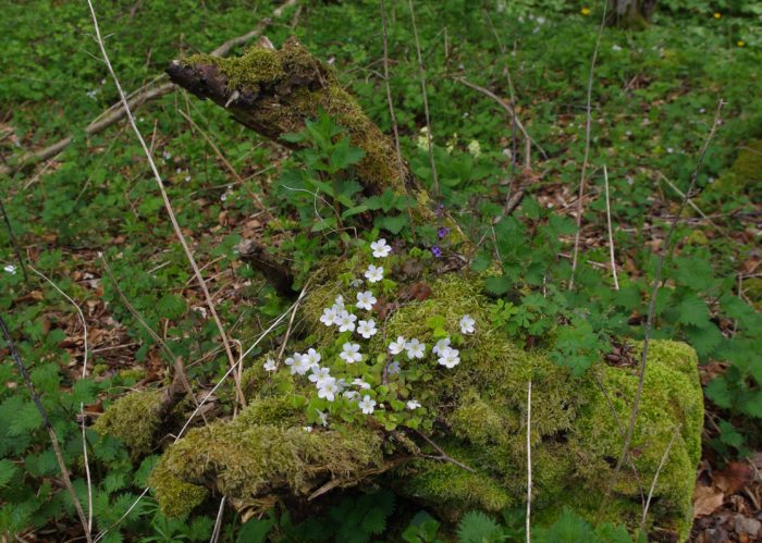 Oxalis acetosella L. (bdtfx) par Gisèle Arliguie