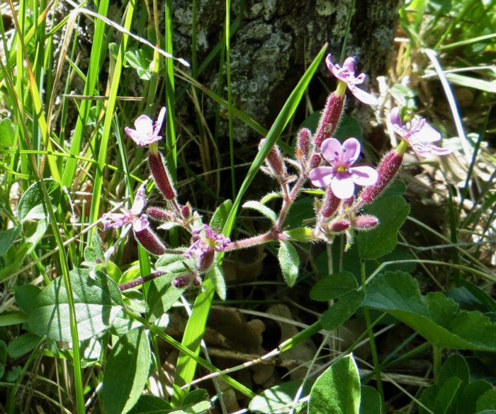 Saponaria ocymoides L. (bdtfx) par Madeleine Sarran