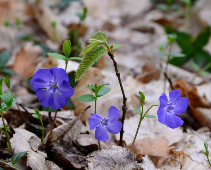 Vinca minor L. (bdtfx) par Michel Pansiot